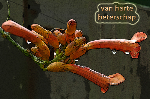 Klik voor een vergroting!